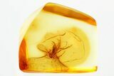 Fossil Dark-Winged Fungus Gnat (Sciaridae) In Baltic Amber #381501-1